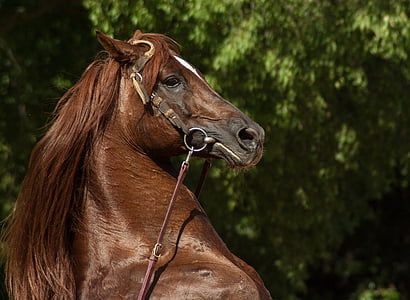 brown horse with black leather strap thumbnail