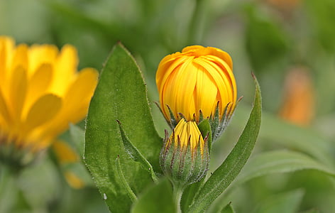 yellow calendula flowers selective-focus photography at daytime thumbnail