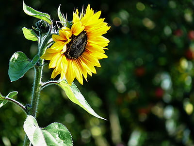 sunflower thumbnail