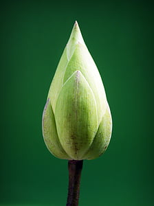 photo of green flower bud thumbnail