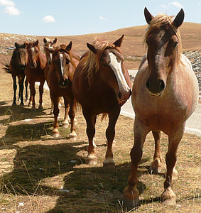 six brown horses standing on ground during daytime thumbnail
