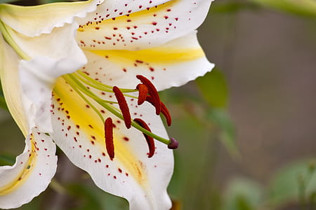 closeup photo of a white and yellow petaled flower thumbnail