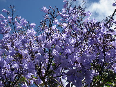 purple flowers thumbnail