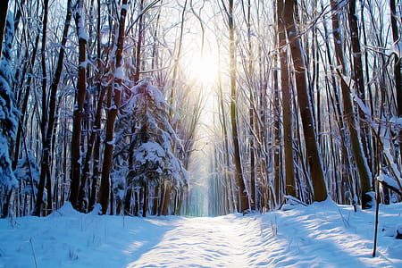 photo of tall trees covered white snows thumbnail