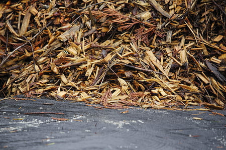 dry leaves and water thumbnail