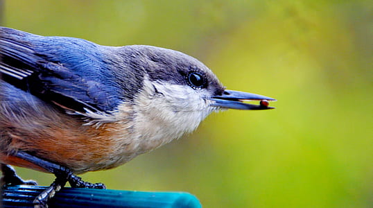 shallow focus photo of blue, white, and brown bird thumbnail