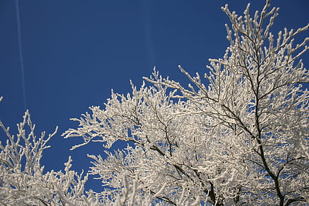 white tree thumbnail