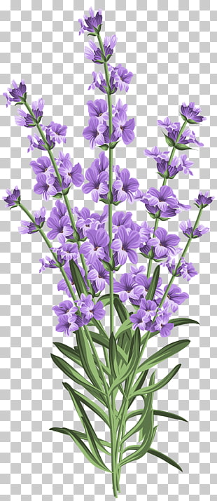 Wedding invitation Lavender Stock photography Postcard, Lavender Flower Transparent PNG clipart