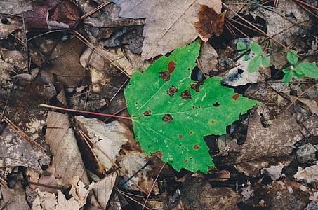 green maple leaves with holes on top of brown leaves thumbnail