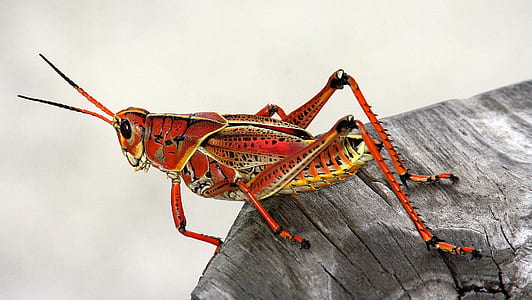 macro shot of brown grasshopper thumbnail