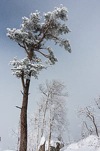 bare trees with snow thumbnail