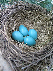 four blue eggs on brown nest thumbnail