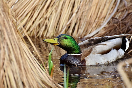 gray and green mallard duck on water near dried grass thumbnail
