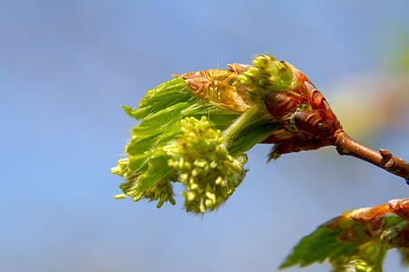 closeup photo of green leaf thumbnail