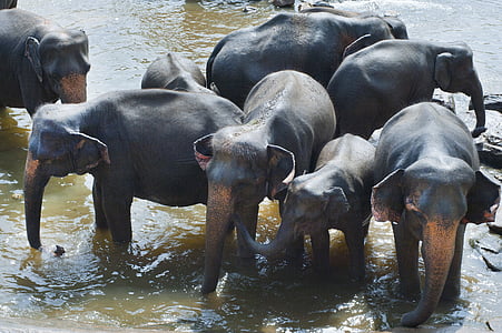 group of elephants thumbnail