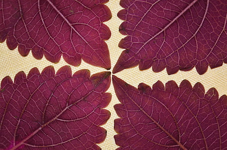 four purple leaves photo thumbnail