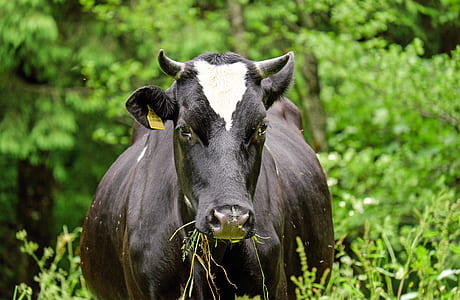 black and white cattle surrounded by shrubs thumbnail