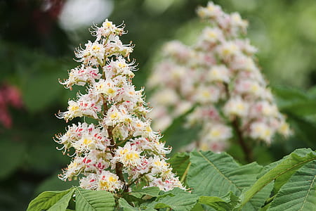 pink-and-yellow horse chestnut flowers selective-focus photography thumbnail