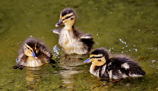 three black-and-white ducklings on water thumbnail