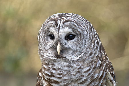 shallow focus photography of brown and white owl thumbnail