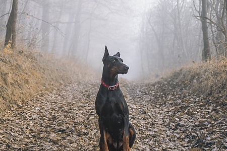 adult black and tan Doberman pinscher sits on field near tall trees at daytime thumbnail