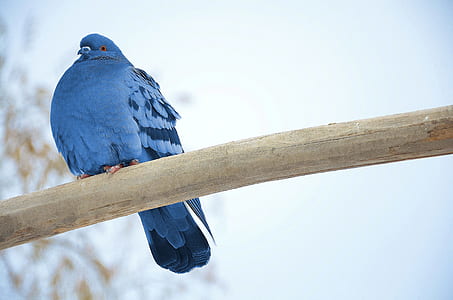 blue pigeon pearched on tree branch thumbnail