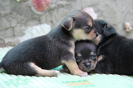 three short-coated black-and-gray puppies thumbnail