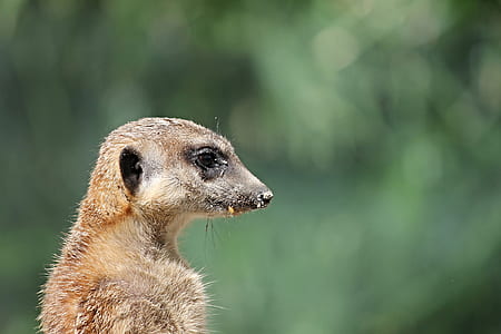 selective focus photography of meerkat thumbnail