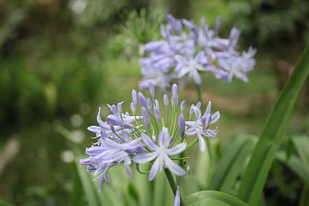 nature, flowers, petals, plant thumbnail