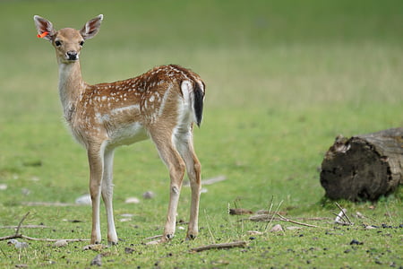 brown deer on green grass field during daytime thumbnail