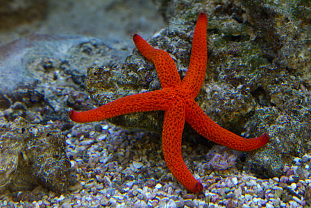 red starfish underwater thumbnail
