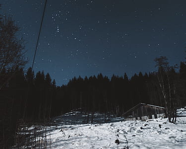 pine trees on snow under blue starry night sky thumbnail
