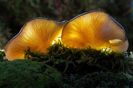 two yellow mushrooms thumbnail