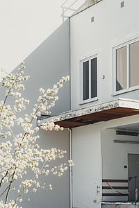 white blossom tree in front of house thumbnail