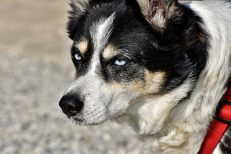 close-up photography of black and white dog thumbnail