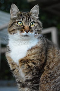 selective focus photo of sitting brown tabby cat thumbnail