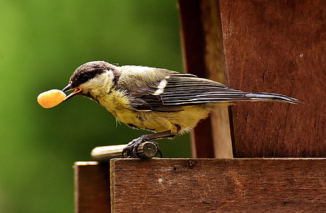 brown hummingbird on wood plank thumbnail
