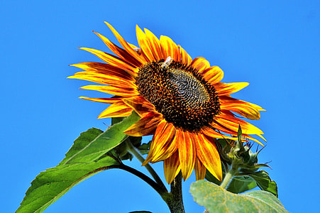 red and yellow sunflower thumbnail