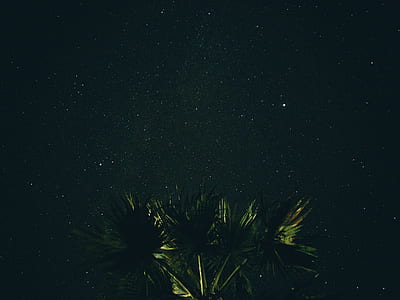 green palm trees under black starry skies thumbnail