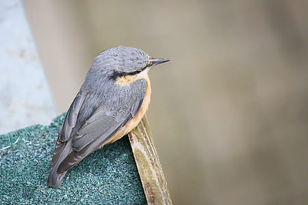 black and yellow bird thumbnail