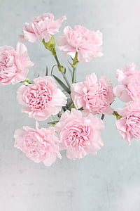 aerial photo of pink flowers on vase thumbnail