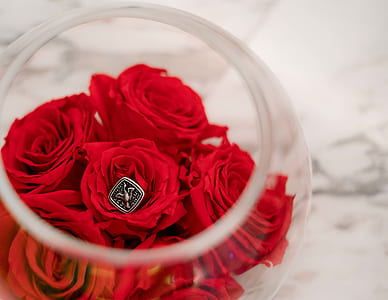 photo of red roses inside glass terrarium thumbnail