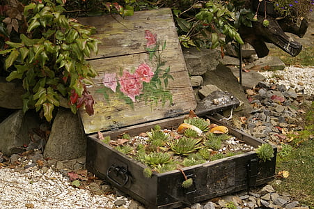 green succulent plant on suitcase thumbnail
