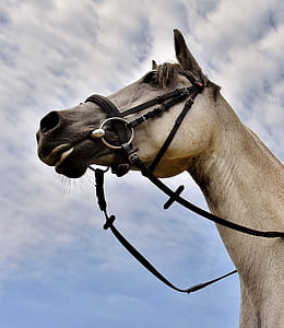 beige horse low angle photography thumbnail