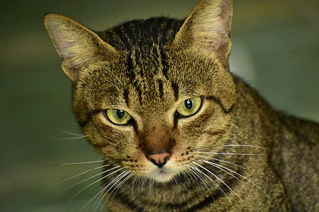 shallow focus lens photography of brown tabby cat thumbnail
