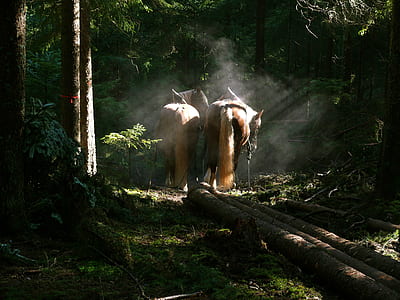 two horses standing in the middle of the forest thumbnail
