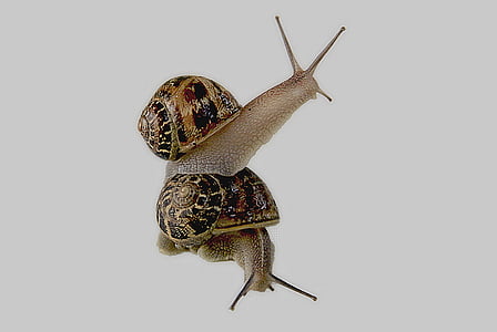 two brown garden snails closeup photo thumbnail