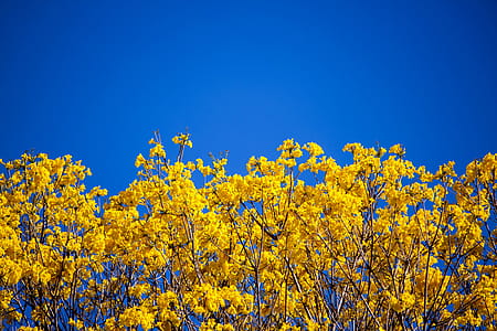 Yellow Ip� Tree thumbnail