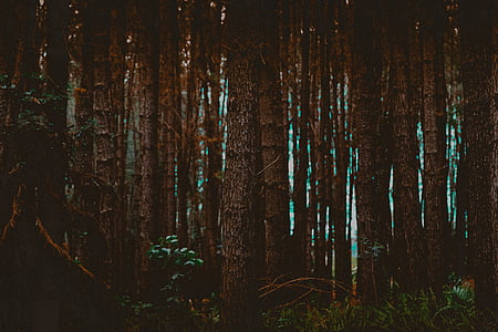 tall trees beside grasses thumbnail