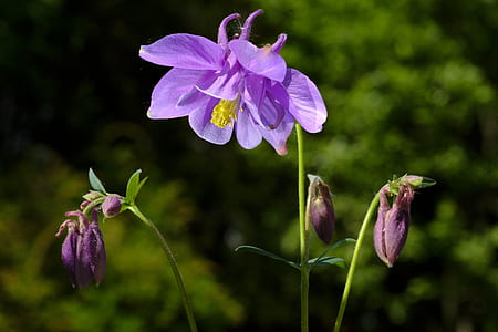 selective focus photography of purple columbine flower thumbnail
